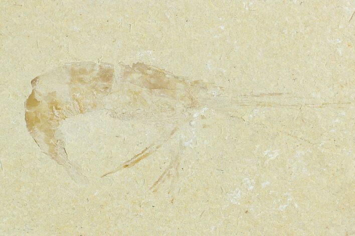 Cretaceous Fossil Shrimp - Lebanon #123894